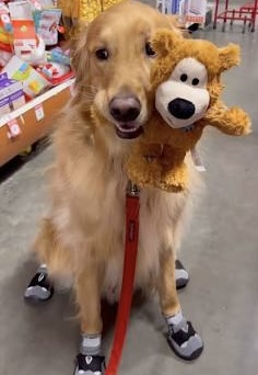 Teddy being adorable